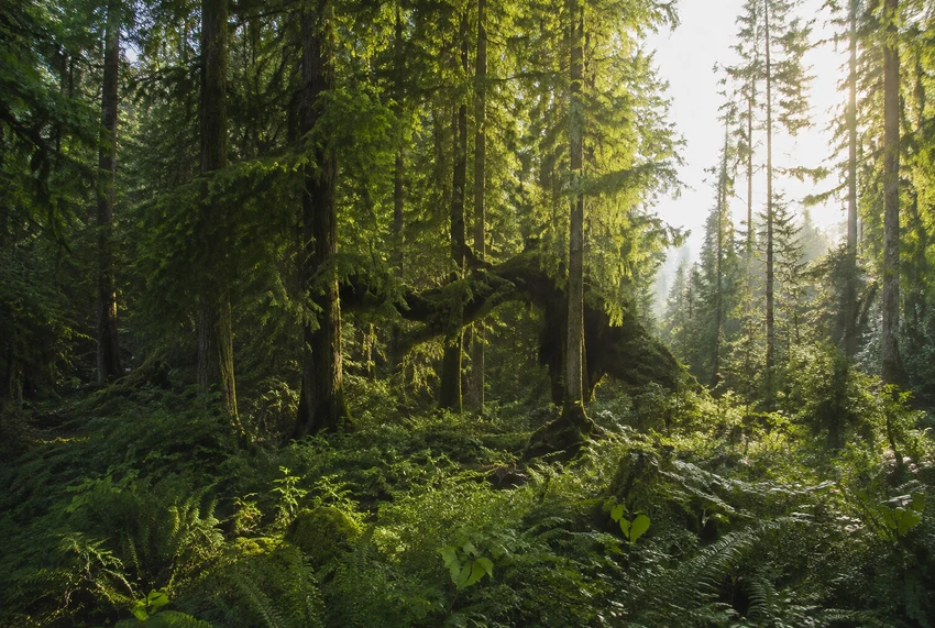 Natural Spaces Monitor concept illustration